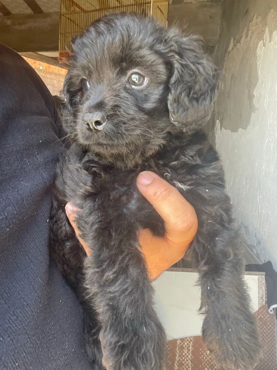 Cachorro poodle toy  - Foto 3