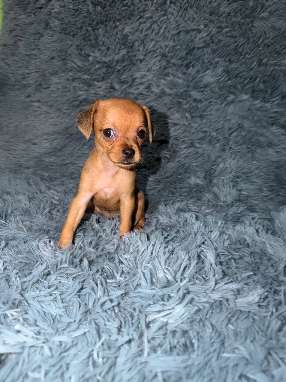 Filhotes pinscher - Foto 2