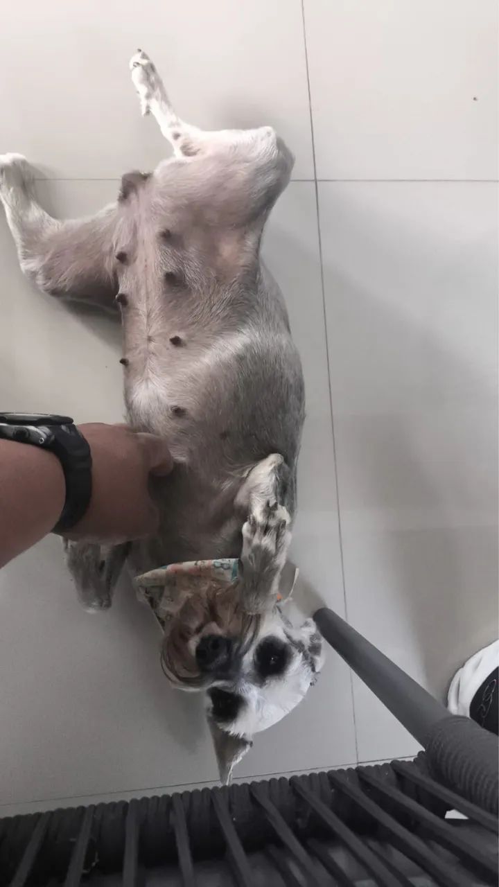 Schnauzer cachorro  - Foto 2