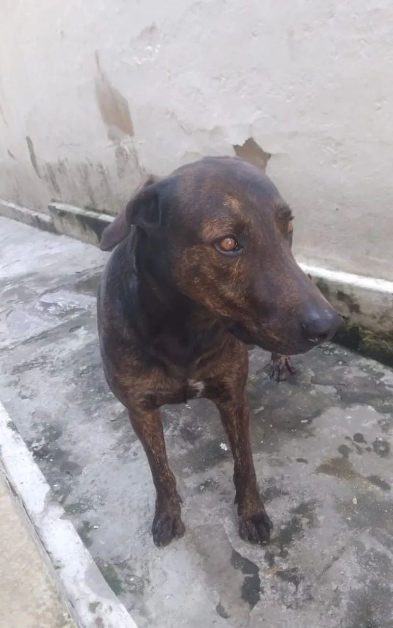 Doação de Bandog  - Foto 5