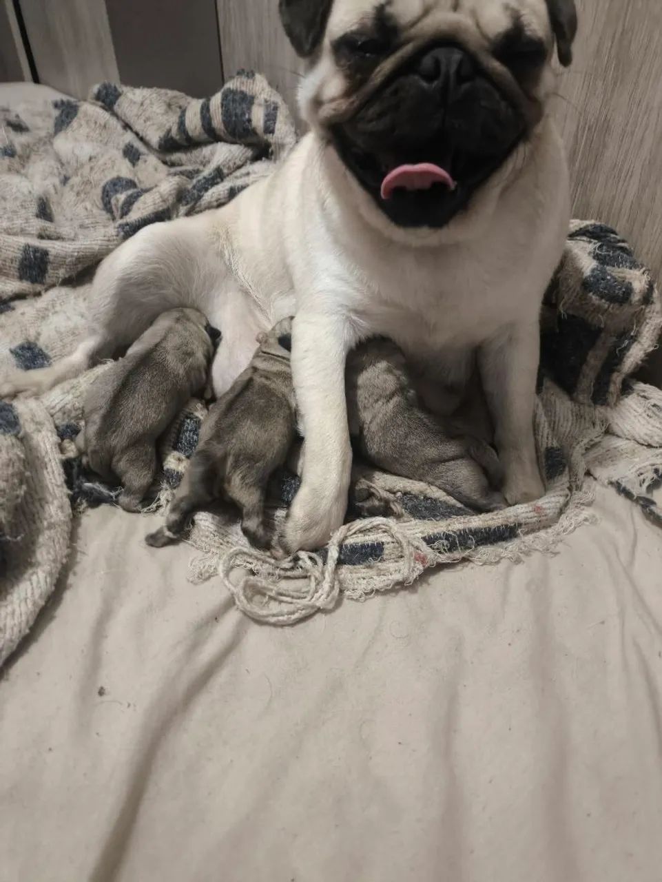 Filhotes de pug