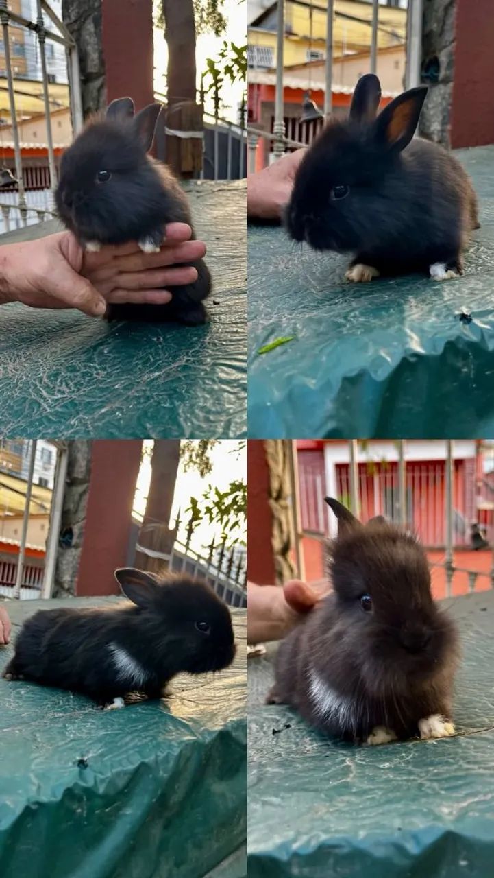 Coelho  - Foto 3