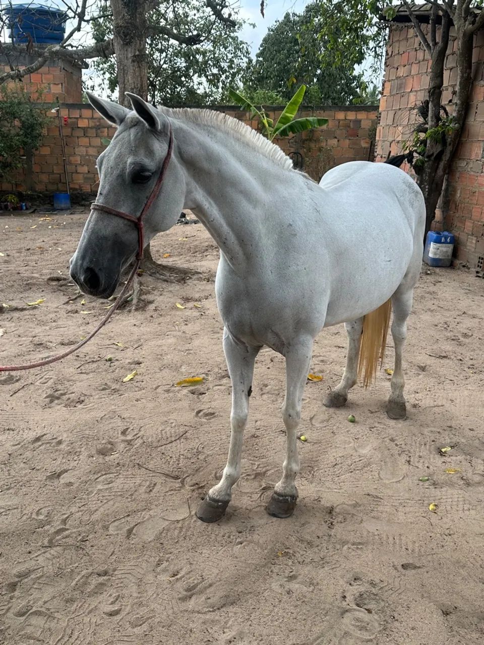 Égua  - Foto 5
