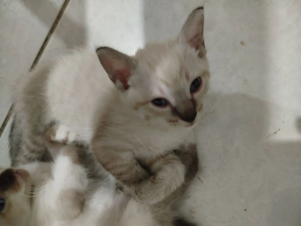 Gatinhos para adoção responsável  - Foto 2