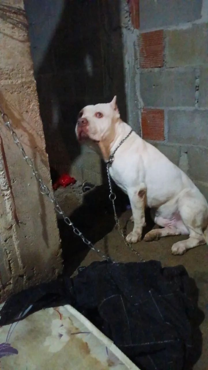 Cachorro  - Foto 2