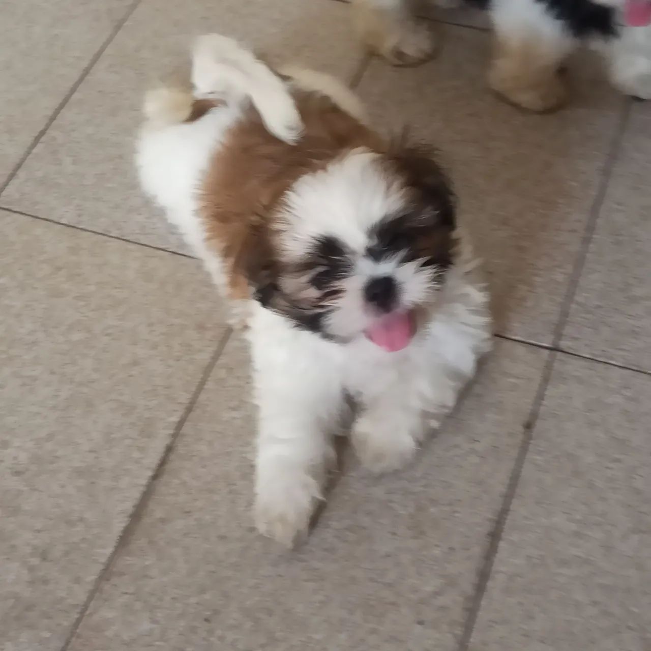 Vendo Shihtzu  - Foto 2