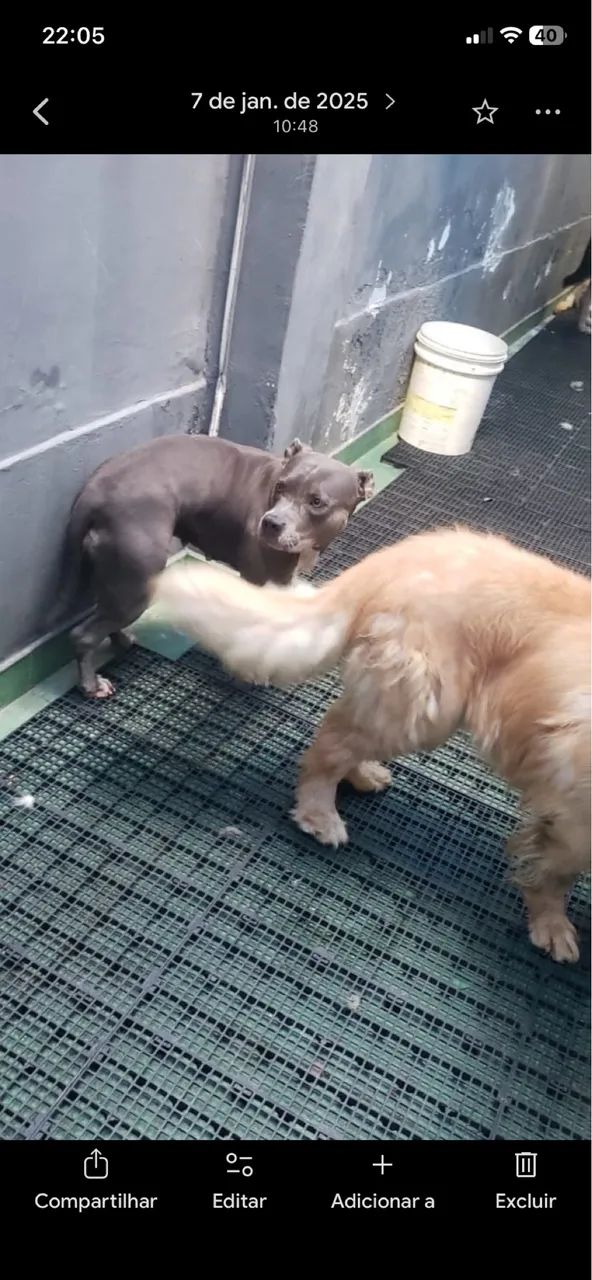 American Bully para doação  - Foto 4