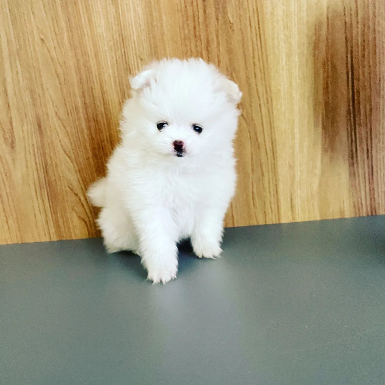 Lulu da Pomerania Anão  - Foto 4