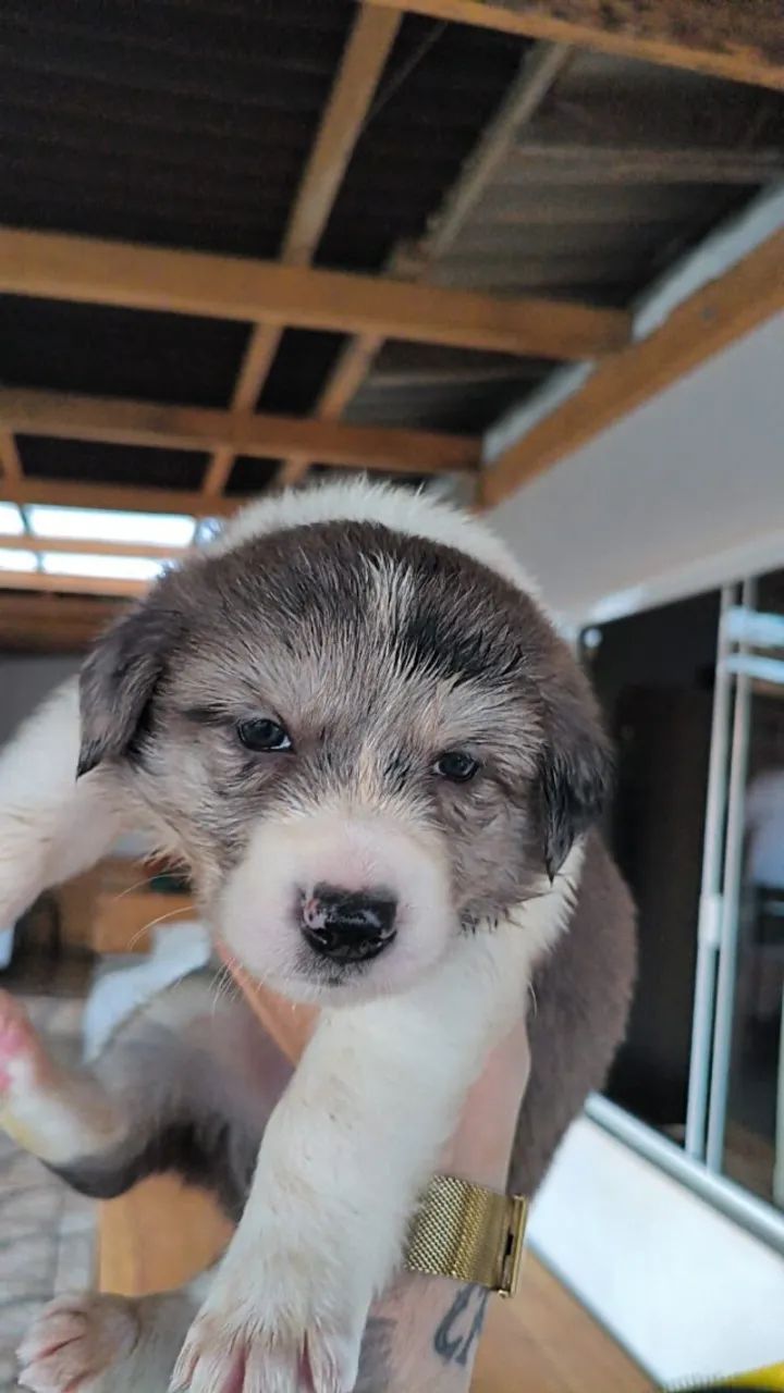 Filhotes de Border Collie disponíveis - Foto 5