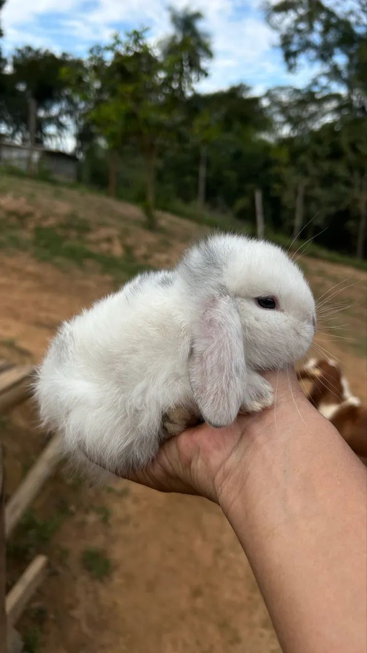Mini coelhos  - Foto 3