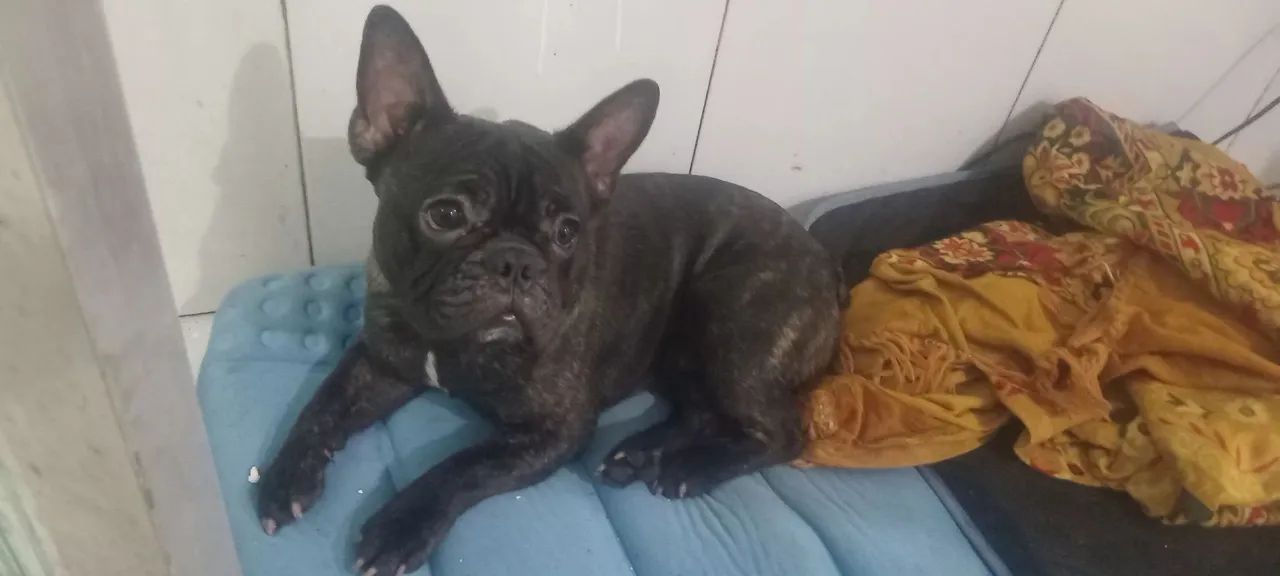 Buldogue 