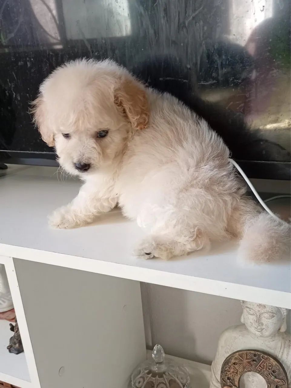 Poodle machos  - Foto 3
