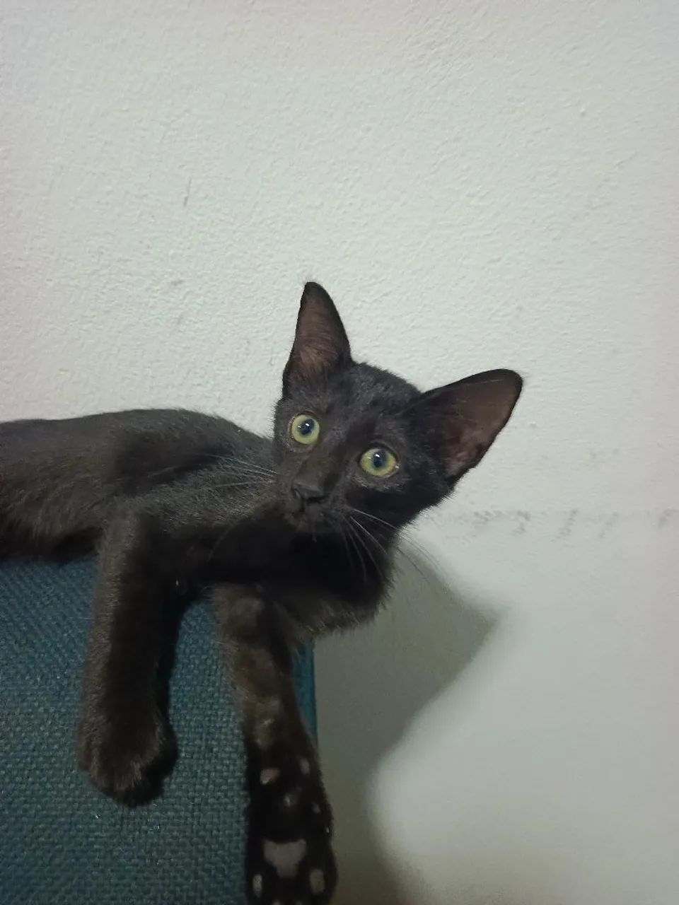 Doação de gatos - Foto 2