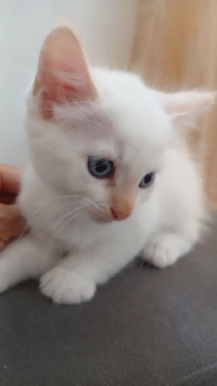 Gatinhos para doação  - Foto 3