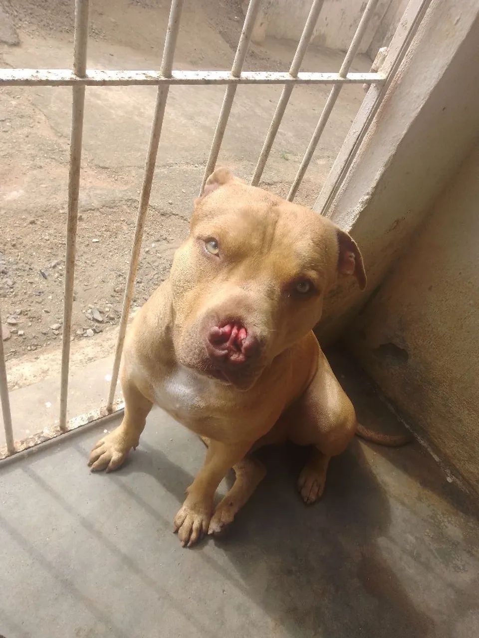 Pet - Foto 3
