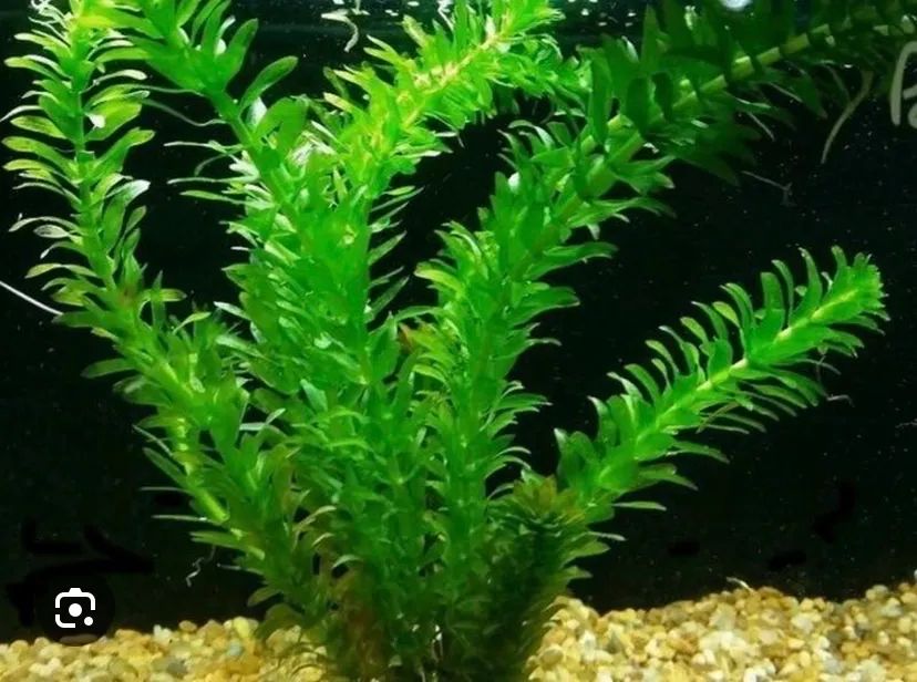 Planta elódea