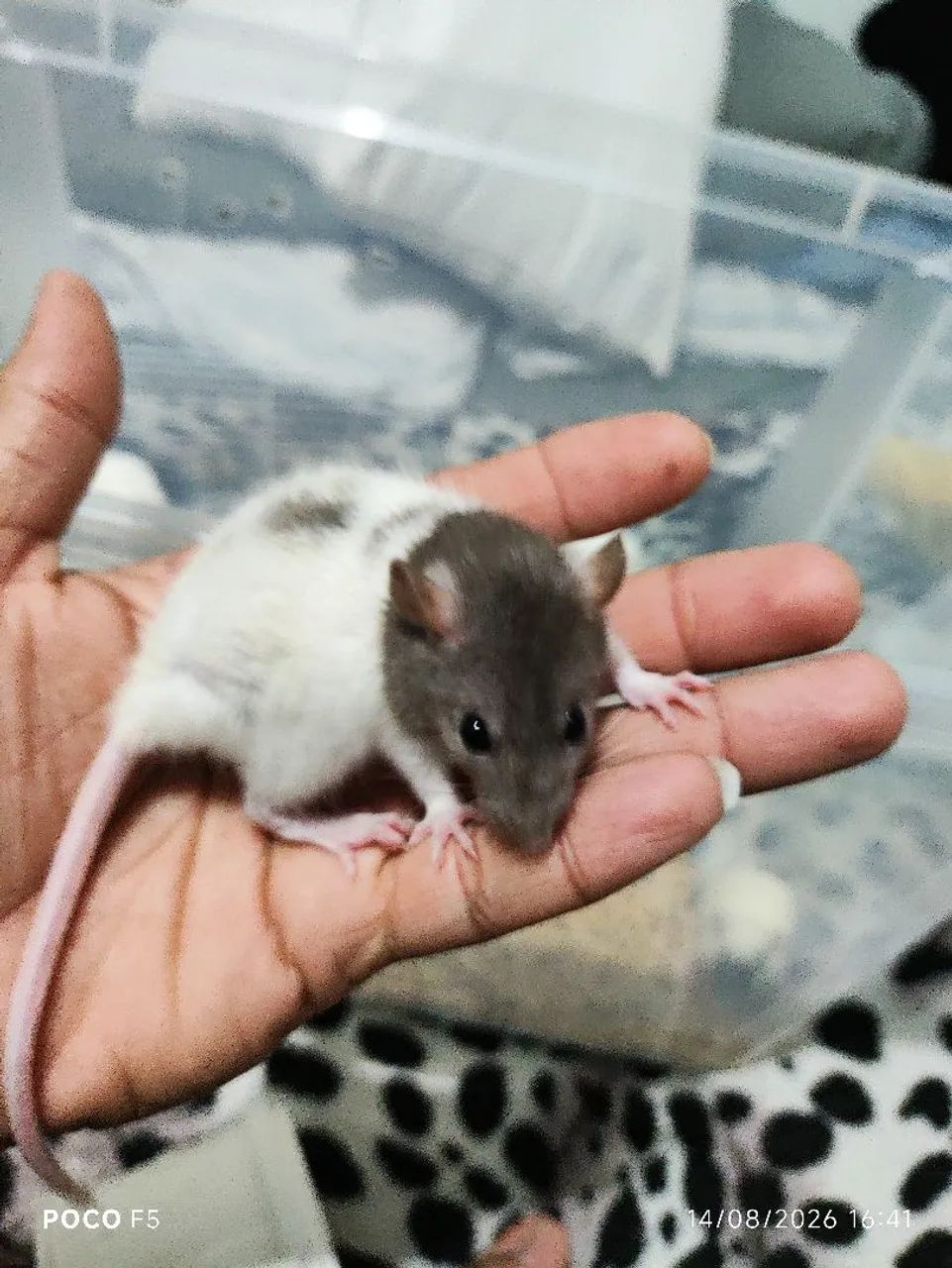 Ratos Twister ? - Foto 3