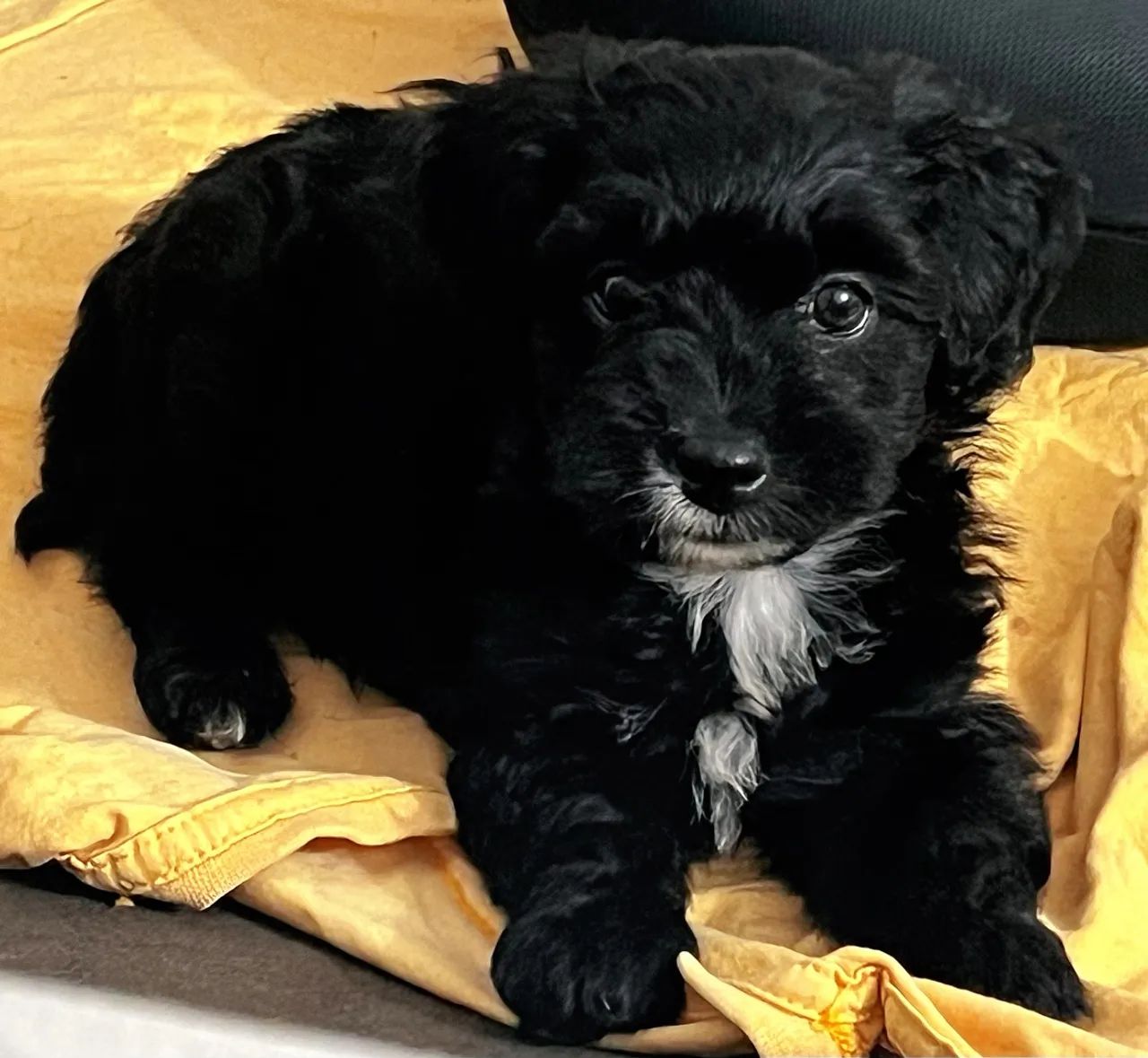 VILHOTE LHASA APSO - Foto 2