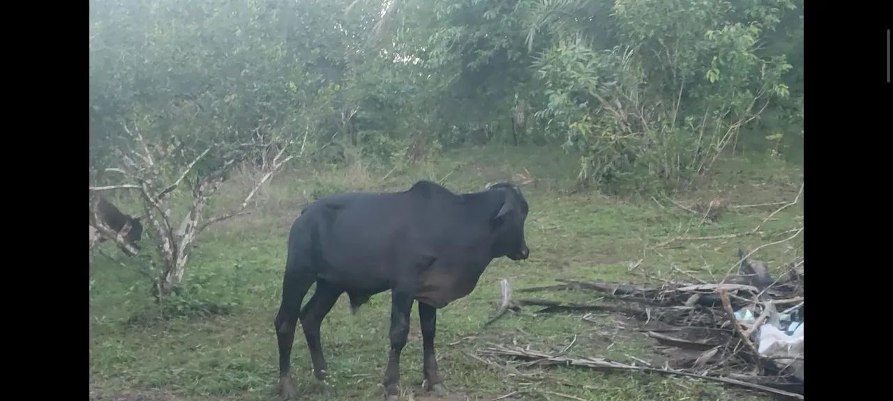 Boi,  vaca e Garrote  - Foto 3