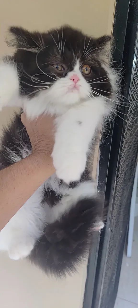 Filhote de persa a pronta entrega  - Foto 5