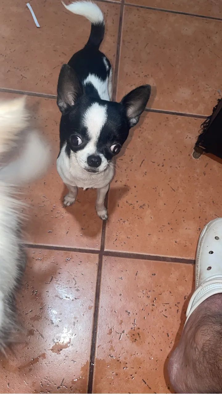  Chihuahua  - Foto 4