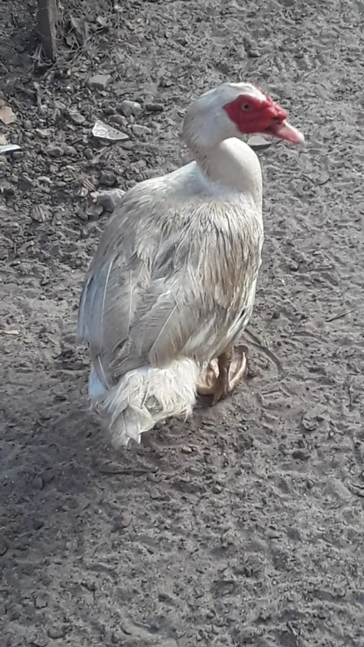 Pato