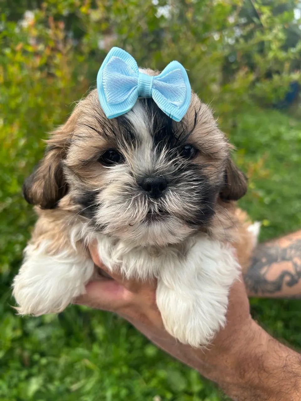 Shihtzu - Foto 2