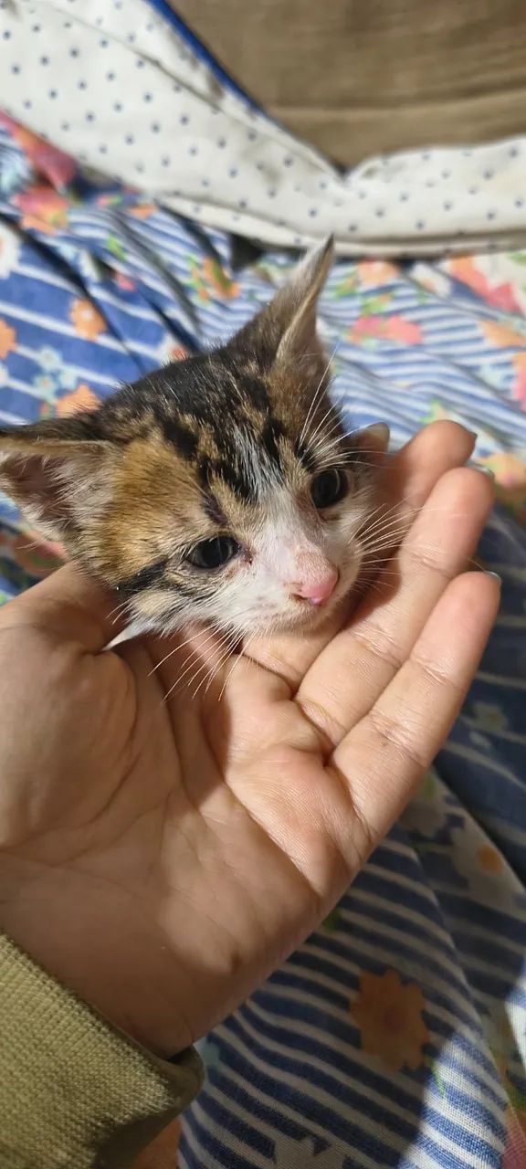 Gatinhos para adoção  - Foto 5