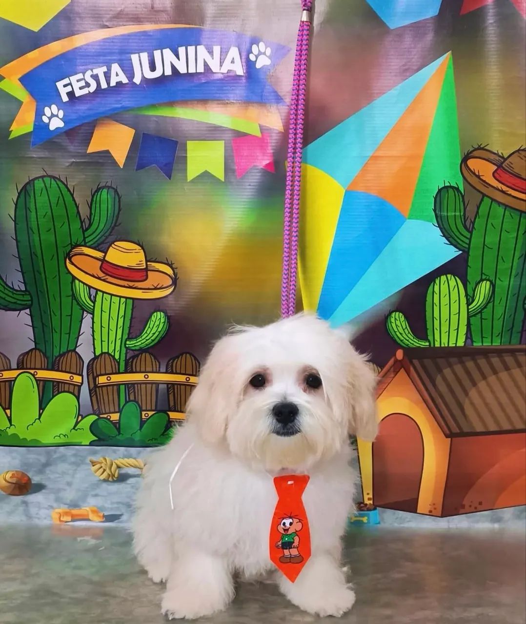 Maltês macho