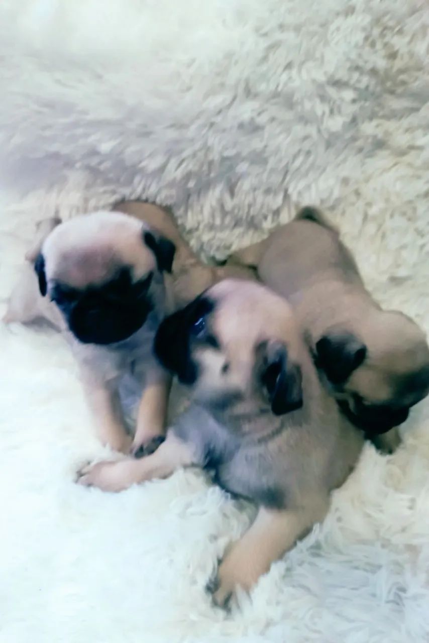 Filhotes de Pug disponíveis  - Foto 3
