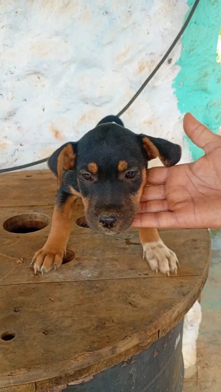 Doacao  - Foto 2