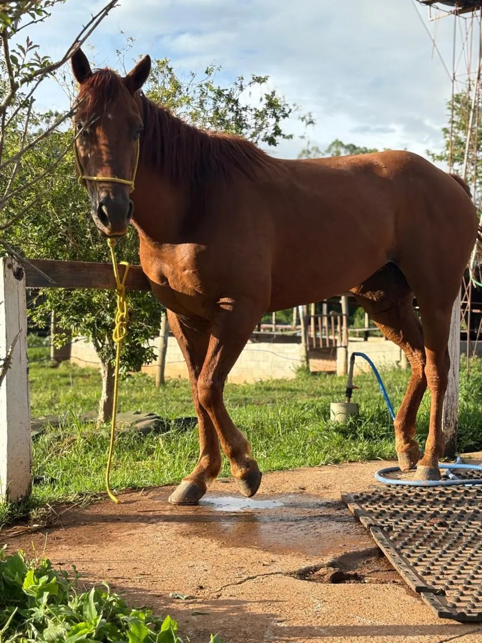 Égua quarto de milha - Foto 3