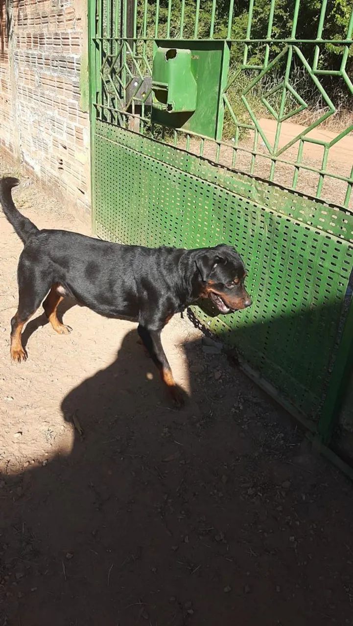 Cachorro rottweiler 600 reais - Foto 2