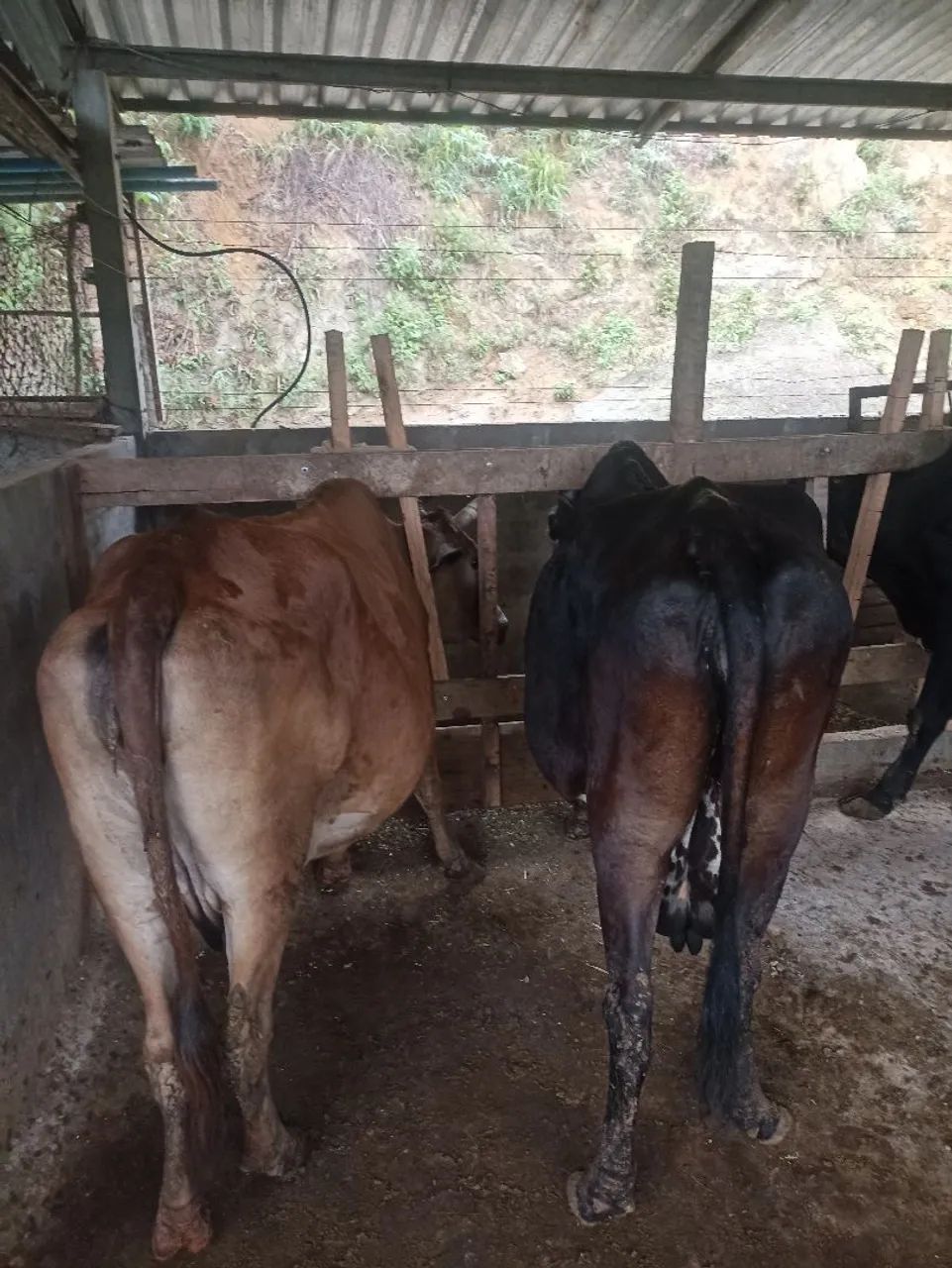 Vendo equipamento e animais para produção de leite!! - Foto 4
