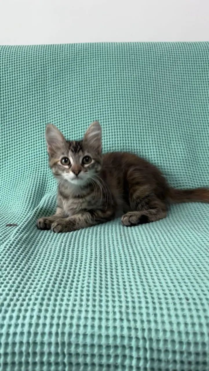 João e Sofia procuram um lar - Foto 4