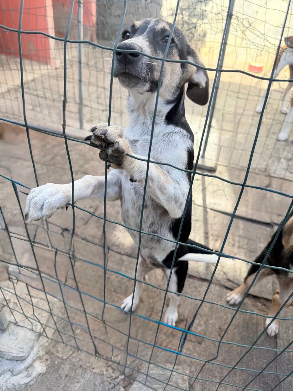 Doação responsável  - Foto 4