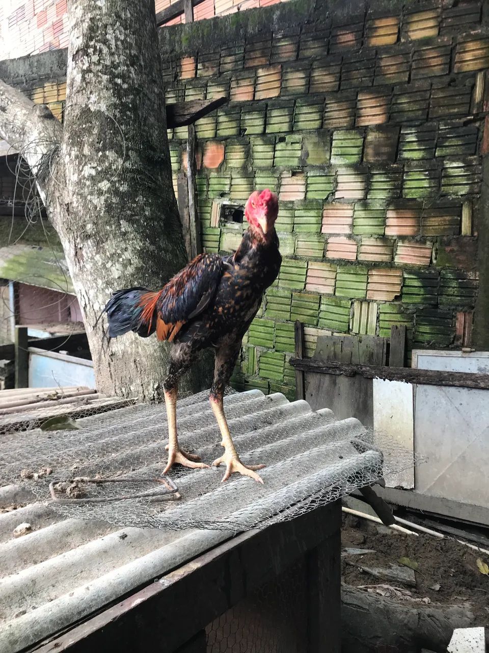 Vendo galos carioca e bode