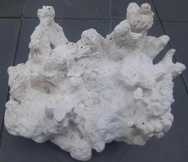 Corais e rochas naturais (peças grandes e raras) - Foto 4