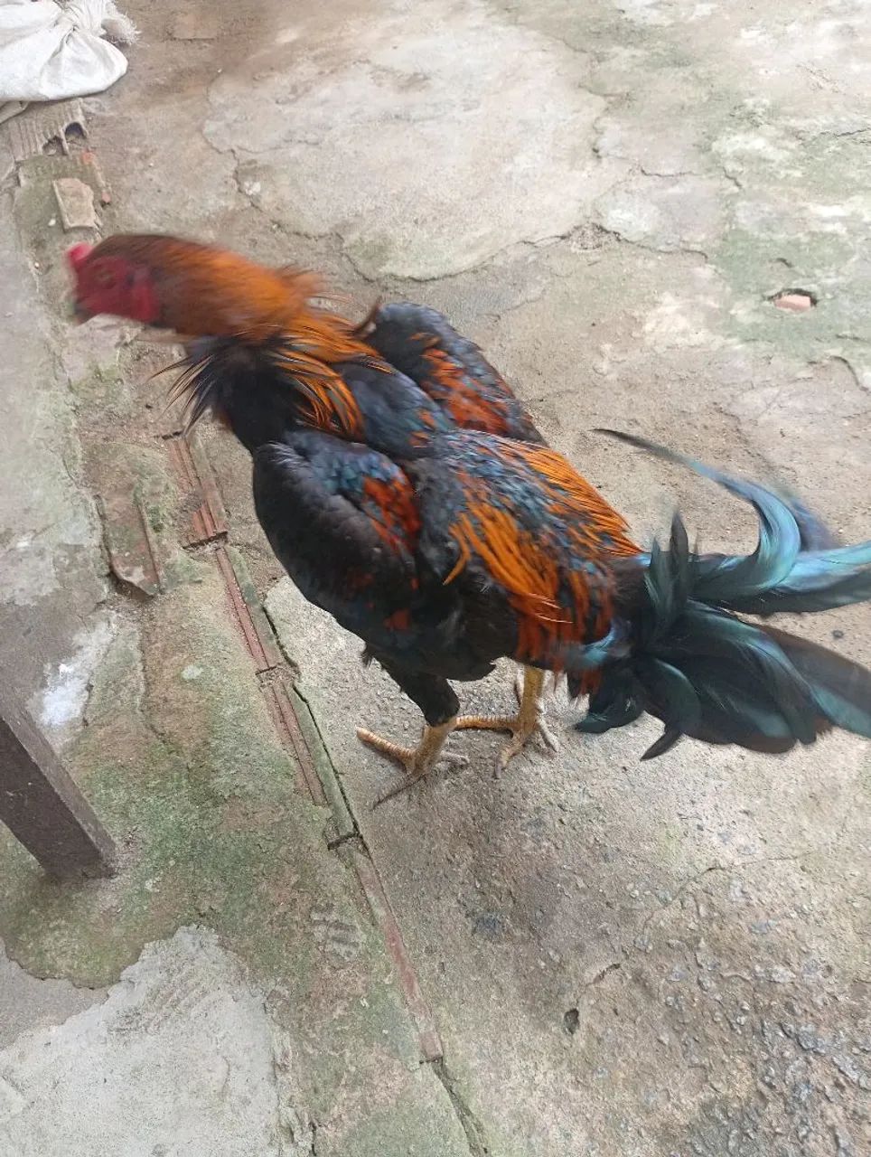 Frango de raça  - Foto 2