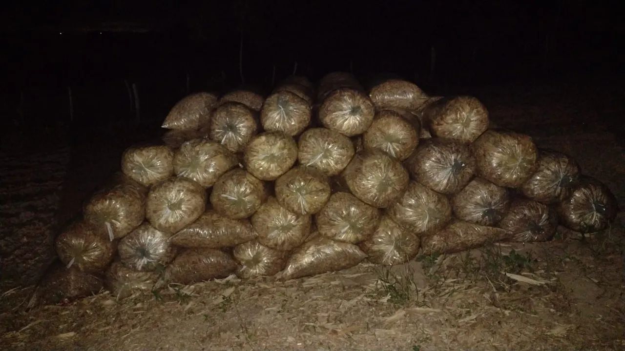 Silagens de milho ? - Foto 2