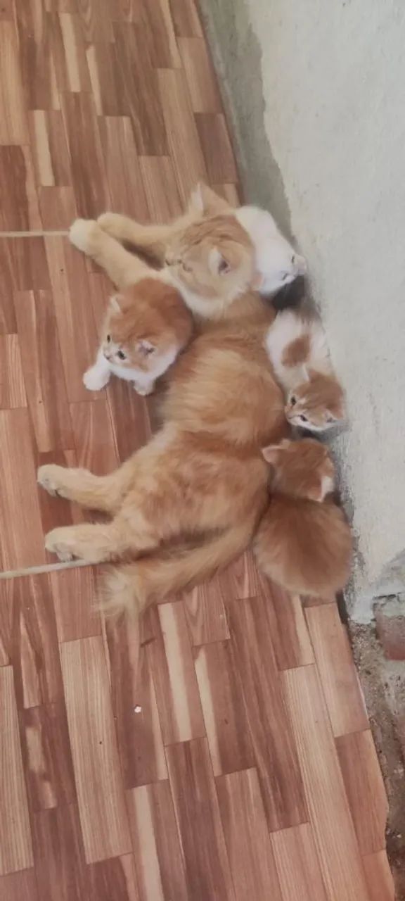 Gatos angora 