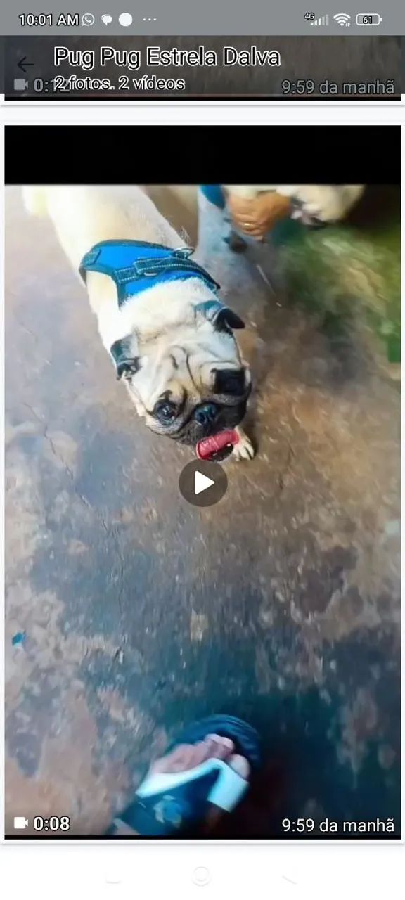 Pug macho - Foto 2