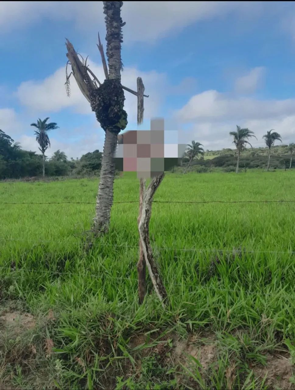 Lotes 500m e Mil metros Garanhuns PERNAMBUCO - Foto 5