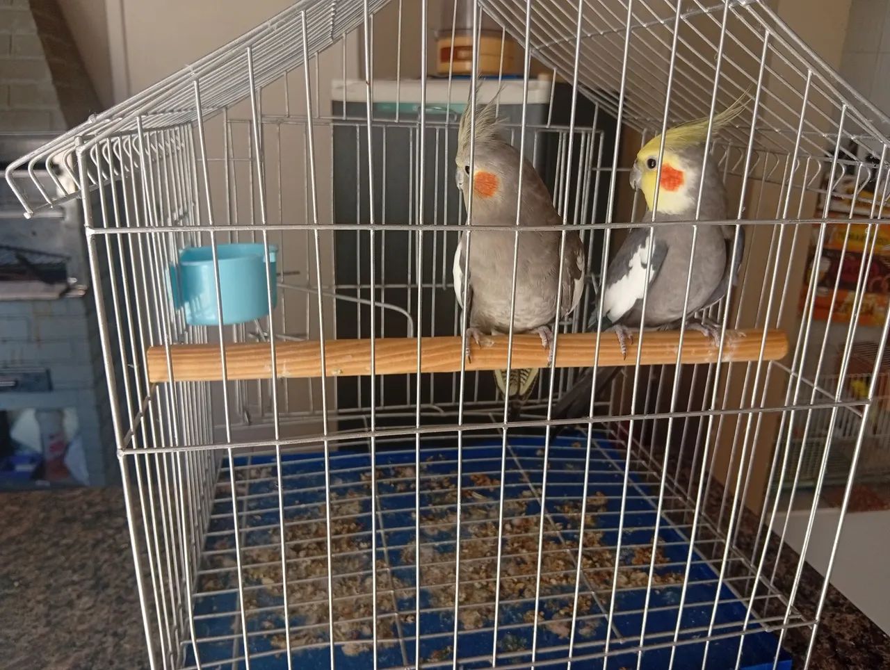 Vendo gaiola