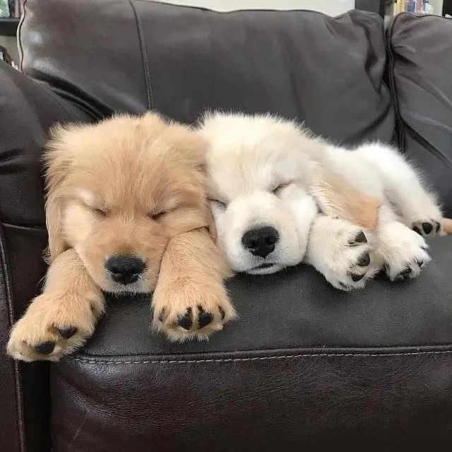 Doando Filhotes de Golden Retriever