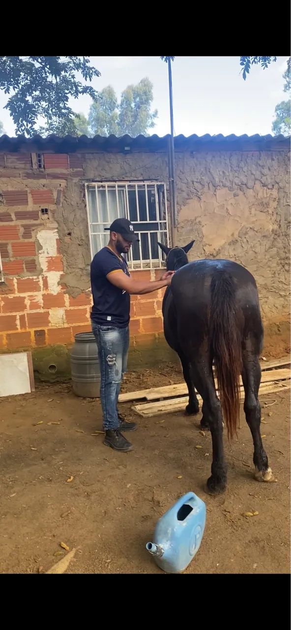 Égua quarto de milha  - Foto 2