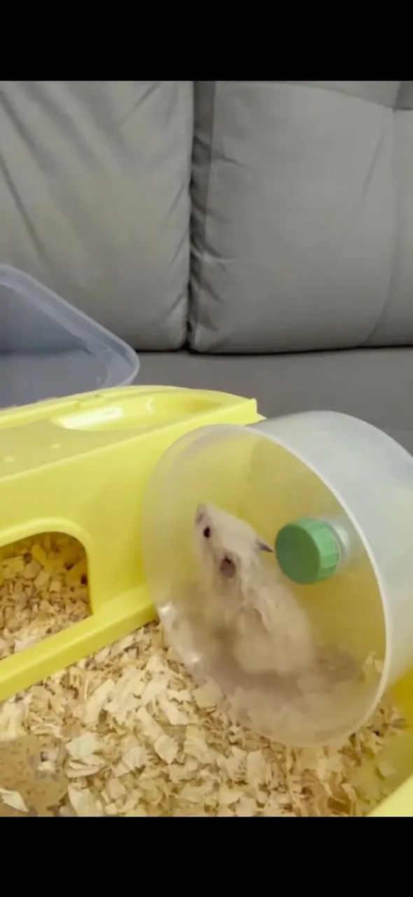 Vendo hamster angorá 