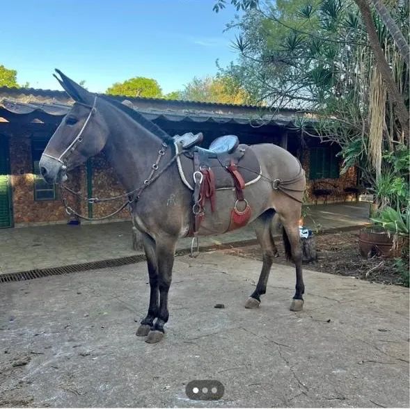 Mula a venda  - Foto 5
