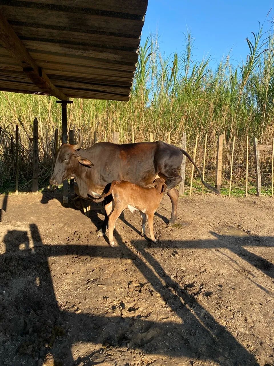Vaca com Bezerra  - Foto 3