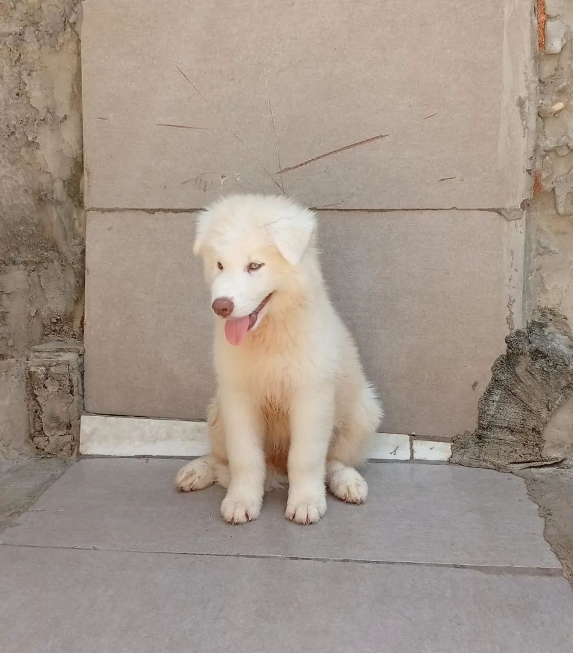 Casal de Husky Siberiano  - Foto 4